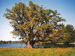 Insel Wörth im Staffelsee